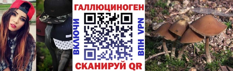 Купить закладки  Тында  Псилоцибиновые грибы Magic Shrooms